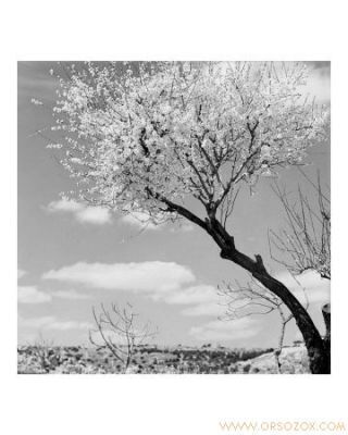Bethlehem-Almond-Blossom-Photographic-Print-C12311043.jpg