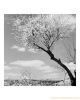 اسم الصورة=Bethlehem-Almond-Blossom-Photographic-Print-C12311043.jpg
حجم الملف=57كيلوبايت
الأبعاد=360x450
تاريخ الإضافة=%557 %26, %2008 Bethlehem-Almond-Blossom-Photographic-Print-C12311043.jpg