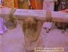 CROSS2.JPG