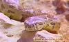 اسم الصورة=SNAKE1.JPG
حجم الملف=10كيلوبايت
الأبعاد=356x223
تاريخ الإضافة=%646 %08, %2008 SNAKE1.JPG