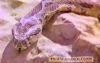 اسم الصورة=SNAKE2.JPG
حجم الملف=9كيلوبايت
الأبعاد=354x224
تاريخ الإضافة=%646 %08, %2008 SNAKE2.JPG
